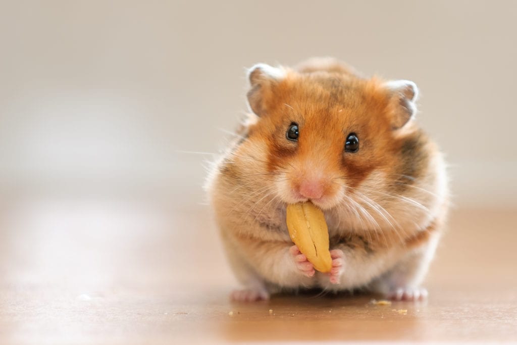 Exotic Pet Clinic of Santa Cruz Hamster, Rat, & Mouse History Form