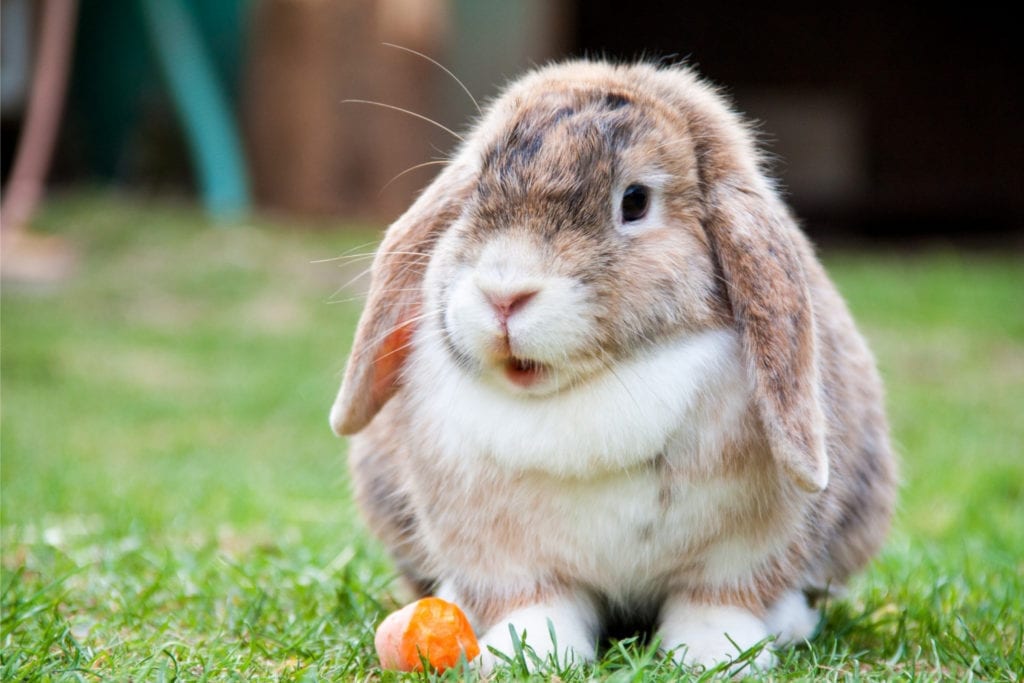 Exotic Pet Clinic of Santa Cruz - Rabbit, Chinchilla, & Guinea Pig Form