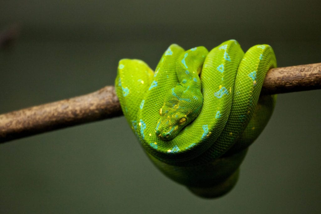 Exotic Pet Clinic of Santa Cruz Snake History Form