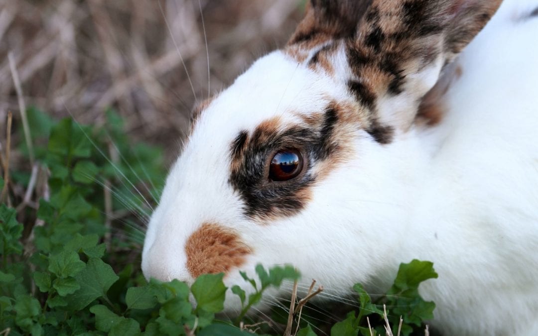 Update on Rabbit Hemorrhagic Disease