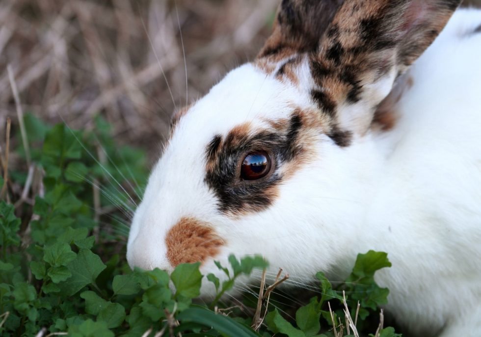 Update on Rabbit Hemorrhagic Disease Exotic Pet Clinic of Santa Cruz