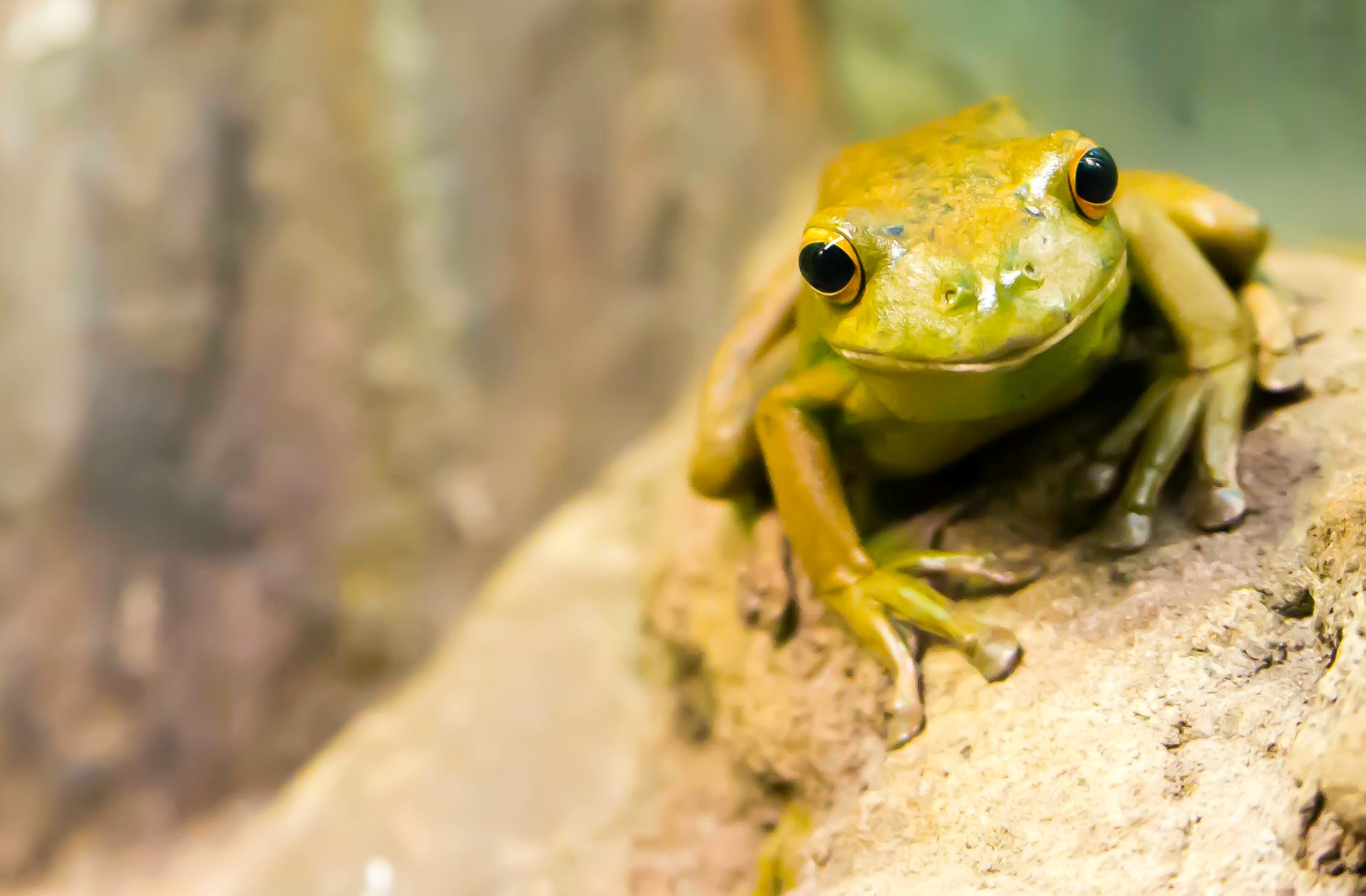 Forms - Exotic Pet Clinic of Santa Cruz