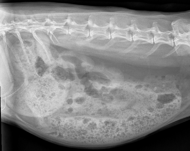 Side view xray of a healthy rabbit