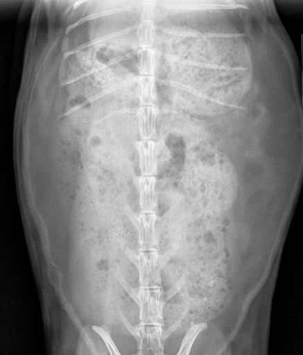 Top view xray of a healthy rabbit
