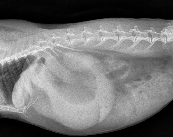 Xray of a rabbit's side with an obstruction