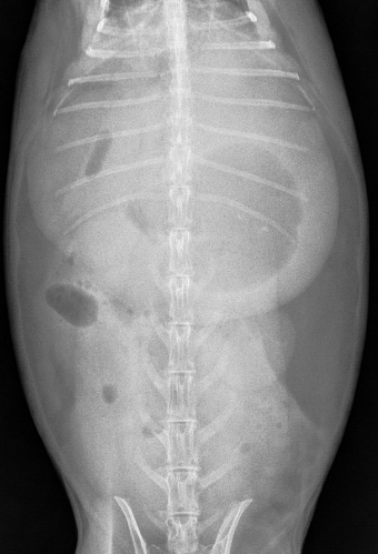 Top view xray of a rabbit with an obstruction