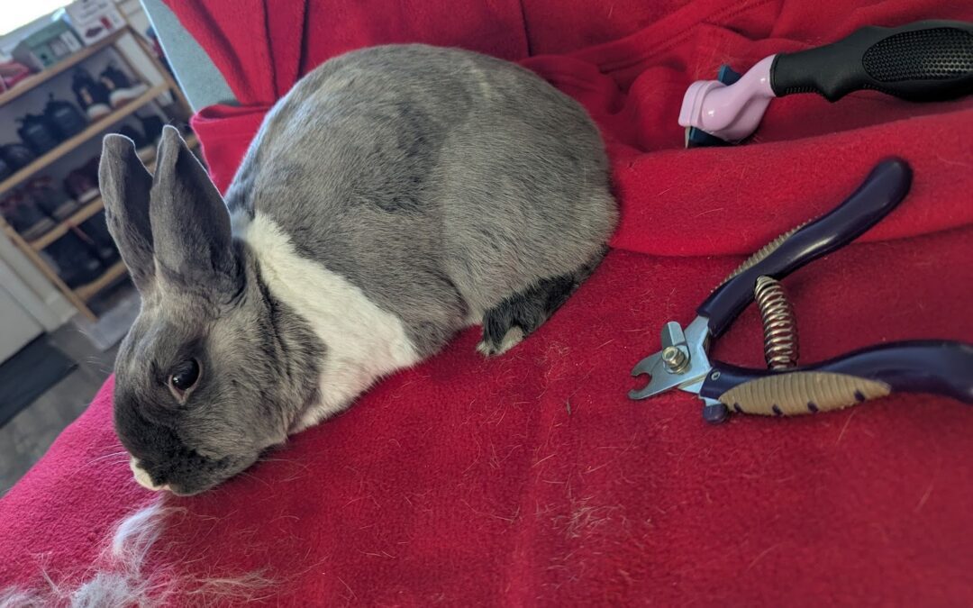 The Importance of Grooming your Rabbit