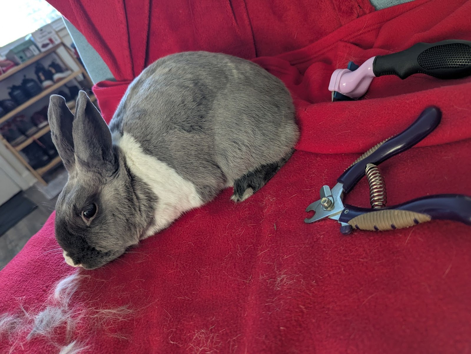 Dr. Deng's rabbit Nanaimo