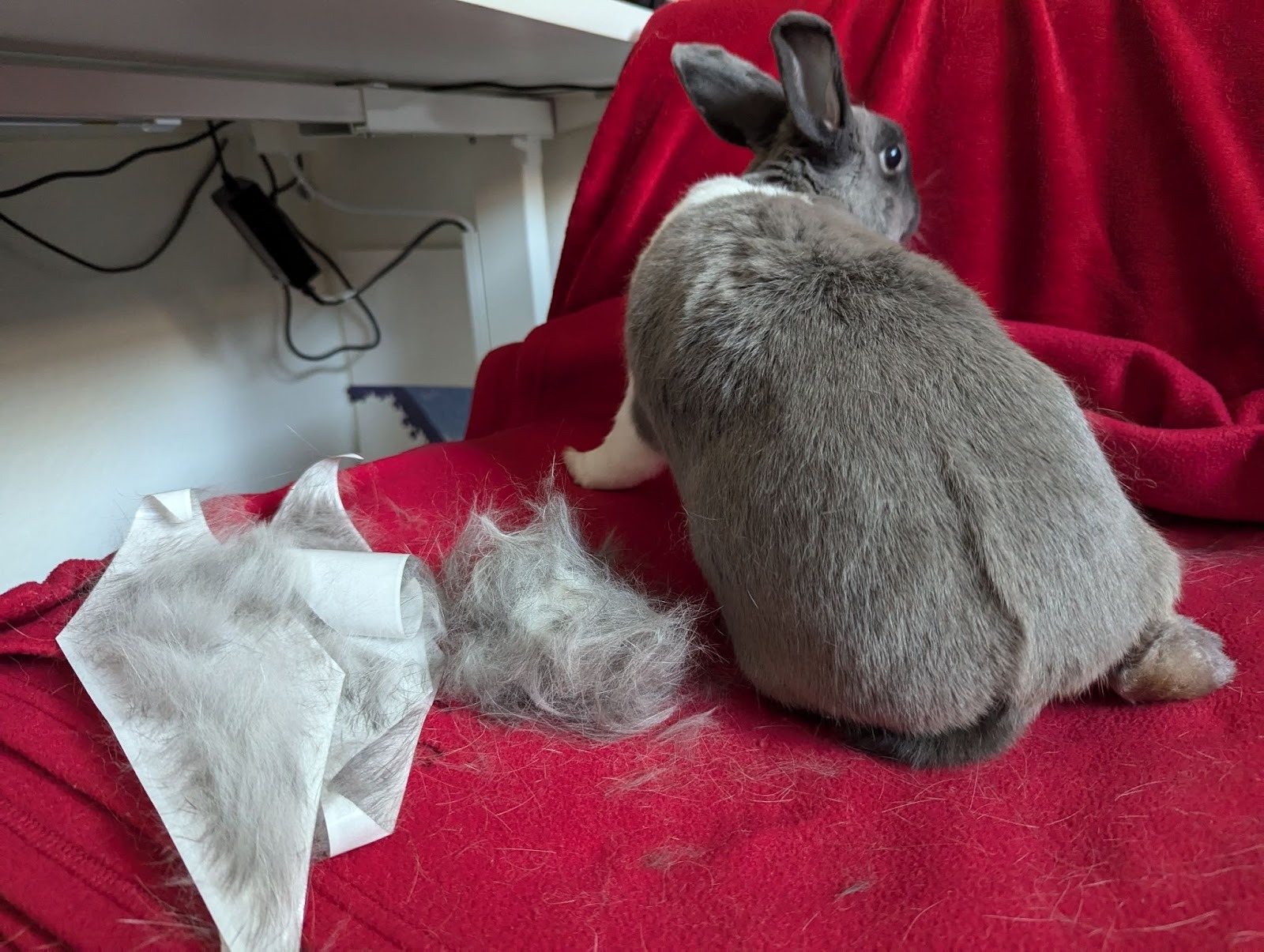 lint rollers used to groom a rabbit
