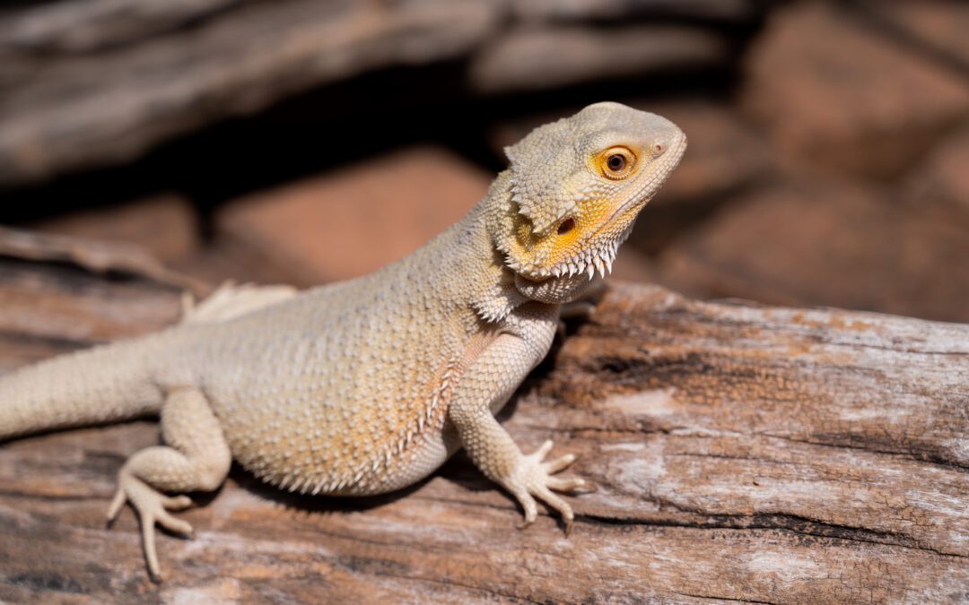 Caring for Bearded Dragons